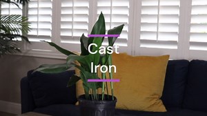 American Plant Exchange Cast Iron Plant – Live 10-Inch Potted Evergreen, Hardy Low-Light Houseplant, Drought-Tolerant & Easy-Care Foliage Plant for Home, Office & Shade Gardens