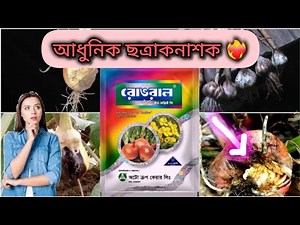 What is the function of Rovral 50 WP || Iprodione fungicide?