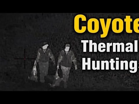 Thermal hunting coyotes. Getting our first double!