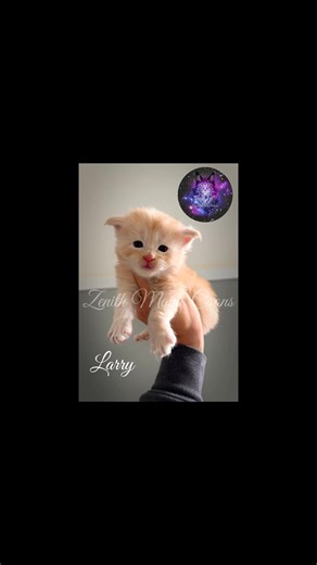 I don’t think as a breeder you are ever prepared for any type of loss, which unfortunately comes with the territory. It’s certainly not talked about much; The heartbreak it can bring. Most people don’t see what goes on behind the scenes. It’s definitely not all sunshine and rainbows. Mr. Larry was such a charismatic dude, so sweet and loving. He never lost his spark whatsoever, in fact you wouldn’t even really know he had something wrong as an outsider. He took his final breath yesterday under t