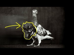 The History of Pigeon Cameras