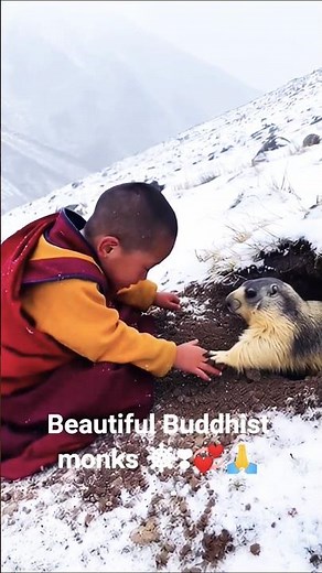 #beautiful #Buddhists#monks☸️❣️#tibet #new#shorts#🌸💞#viralvideo #love #song
