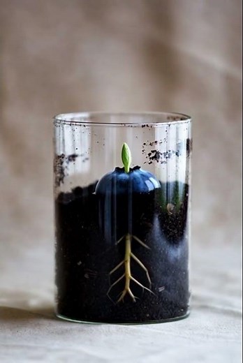 Blueberry Bloom in 20 Seconds #gardening