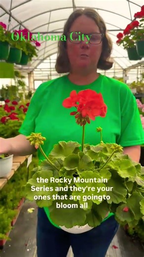 Plant These This Weekend 🌸 Geraniums at TLC Garden Centers OKC #gardening