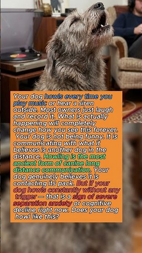 Your Dog Howls at Music for a Reason That Will Blow Your Mind