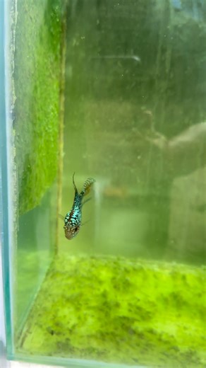 Pwede ra kantahan. Kanang di yabag 📩📩📩 #Anarchy1 #titoyflowerhorns #backyardminifishfarm #tabuelancebuph | Titoy Emnace