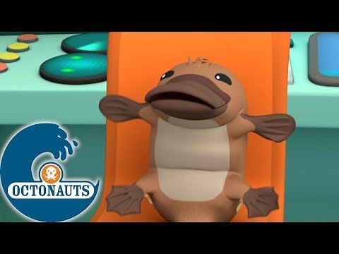 Octonauts - La découverte étonnante de Shellington | Dessins animés pour enfants