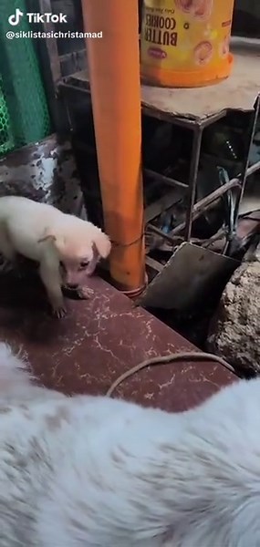 cute ng tuta pero yung nanay ang tapang #fyp #trending #fyppppppppppppppppppppppp #dog #makethisgoviral