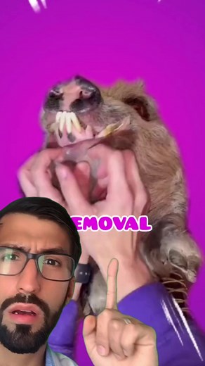 #cyst #foryou #animals #parasite #veterinary #botflylarvae #botflyremoval #viral #dog #botfly