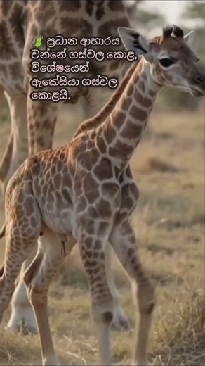 Giraff ගැන ඔබ නොදන්නා දේවල්,#trending #animals #viralshortvidei ,#youtubeshorts