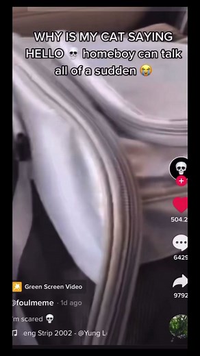 Cat Saying Hello: Funny Memes Compilation