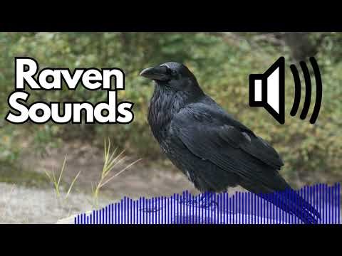 Raven Sound Effects (Caw/Croak) | No Copyright