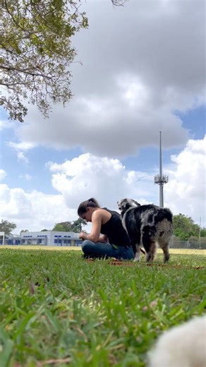 Smart Australian Shepherd Dog Training Tips