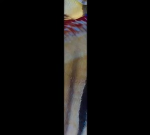 Meet the stunning ICA Red Discus — vibrant, graceful, and full of personality. Their deep red hues and bold striping make them true showstoppers in any aquarium. Sale ends soon! Don’t miss your chance to bring home these incredible discus at special prices. #DiscusFish #ICARedDiscus | Golden State Discus