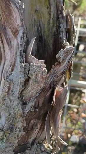Old crabapple bonsai tree with hollow trunk