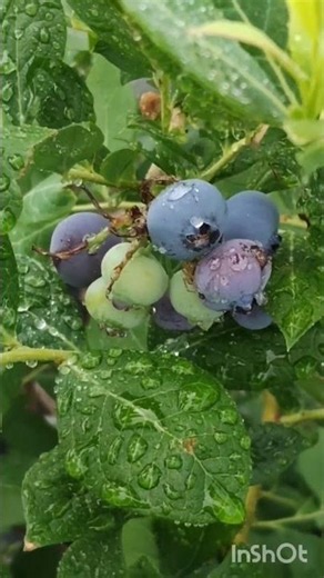 ブルーベリーのブルーム雨や朝露を強力に弾く役割を持っています。 [防水・防汚効果： 雨や泥水、病原菌などを弾き、実が腐るのを防ぎます ブルームがしっかりついている実は新鮮で、美味しく熟している証拠です