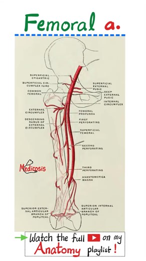 3.6K views · 79 reactions | Femoral Artery - Popliteal Artery - Anatomy of Lower Limbs....#anatomy #physiology #biology #medschool #medicine #nurse #doctor #physician | Medicosis Perfectionalis | Facebook