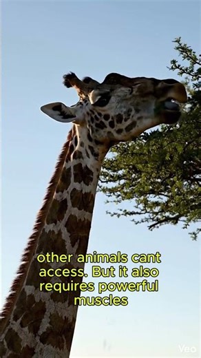 Giraffes Have the Same Number of Neck Bones as You 🦒