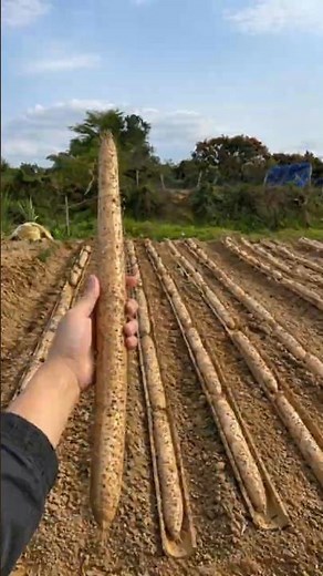 Grow Chinese Yam in Bamboo Tubes?! 🤯 Easy Harvest Hack #farminglife #farming #harvesting