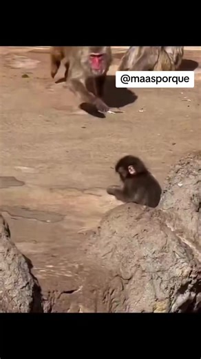 Filhote de macaco rejeitado encontra conforto em pelúcia