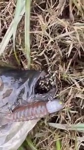 How’s this video of a tilapia clutching its fry in its mouth and taking on a lure!!! This is a perfect example on how important it is to not release tilapia back into the system, to dispatch and remove away from water and how flood waters help spread these guys, by holding this many baby tilapia and eggs in its mouth, this tilapia could of traveled to another location with zero fish and absolutely dominated the area within a year. Thank you Kyle Seears for sending this in! That’s insane! | My Ca