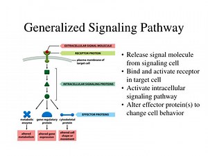 Generalized Signaling Pathway - SlideServe