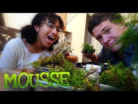 FAIRE POUSSER DE LA MOUSSE VÉGÉTALE OÙ VOUS VOULEZ: TERRARIUM, AQUARIUMS ( feat Easnéla) O.E n°106