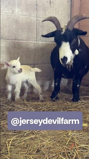 Nigerian Dwarf Baby Goat