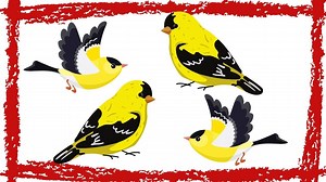 5 Minutes American Goldfinch Sound Goldfinch Bird Call Goldfinch Bird Song Soothing & Relaxing