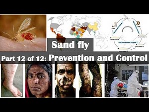 Sand fly: Prevention and control measures