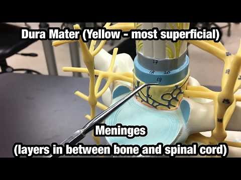 Spinal Cord & Vertebrae Model - Ohio University - Anatomy & Physiology