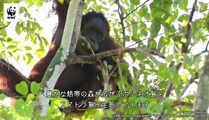 7.1K views · 1K reactions | 【動画シリーズ】2分で知る！世界の自然を守るWWFの活動「森を守る」編...
