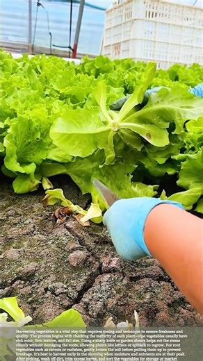 Morning Harvest Tips: Keeping Your Vegetables Fresh and Crisp #gardeningtips #harvest