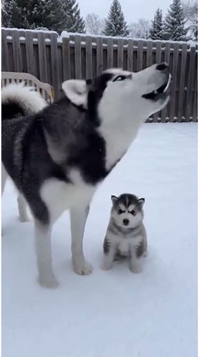 A Husky Puppy's First Howling Lesson in the Snow.