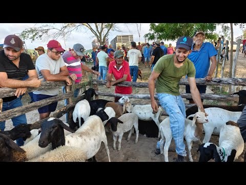 New Animal Fair, Riacho do Boi, Cumaru, Pernambuco, March 25, 2026