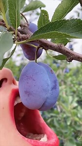 Cameraman's had enough of Foodie Influencers 🍏🫐 More like this here: https://www.instagram.com/olima_omega All my other stuff... https://linktr.ee/olima_omega | Olima Omega