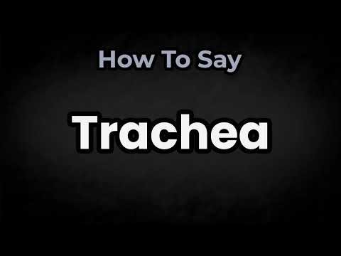 How To Pronounce Trachea? (CORRECTLY) Meaning & Pronunciation