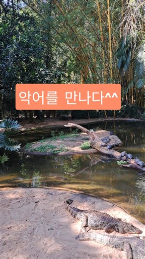 #브라질여행 #브라질새공원 #악어 #브라질악어 #Caiman #카이만 #이과수여행 #이과수 #남미여행 #야생동물 #열대우림 #자연생태 #동물영상 #여행기록