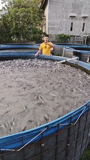 Membuat ikan selalu agresif setiap harinya #budidayalele #kolamlele #petanilele #ikanlele #tutorialbudidaya #videotutorial #kontenfbpro #reelsfbpro #inspirasiusaha #motivasihidup #carabudidayalele #belajaronline #lelesukses | Bhara Fisheries