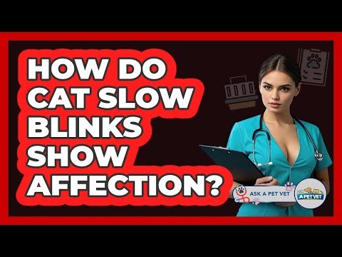 How Do Cat Slow Blinks Show Affection? - Ask A Pet Vet