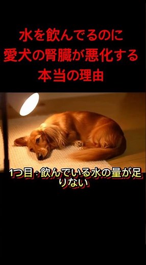 水をちゃんと飲んでいるのに腎臓が悪化する本当の理由 #慢性腎臓病 #犬の腎臓病 #獣医師解説