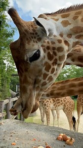 3K views · 174 reactions | Parc zoologique de Paris on Reels | Facebook