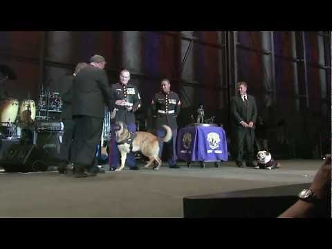 Lucca Military Dog Lucca Honored for Courage - Full Clip