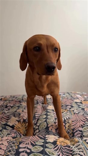 Perfect shoot 🥰🥰 | Fox Red Labrador Retriever Unity