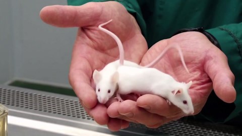 The Future of Cloning: It's Not About Creating Another You