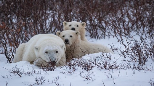 Adorable polar bear cubs slide around after emerging from their den for 1st time in extremely rare footage