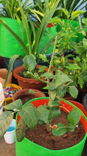 S Ghosh | Pruning My Lemon Tree for a Healthier Garden In this reel, I’ll be showing you the best techniques for pruning a lemon tree to ensure it... | Instagram