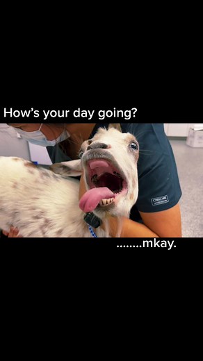 Dramatic Goat Upset at Vet Clinic