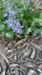 706K views · 7.2K reactions | Bees love our Cat's Pajamas Catmint, and hummingbirds and butterflies do too! This perennial is hardy in zones 3-8, and is very drought and heat tolerant...expect the color show in spring to last a very long time! Deer and rabbit resistant, and very easy to grow in any sunny spot in your landscape, learn more... pwwin.rs/cmint | Proven Winners | Facebook
