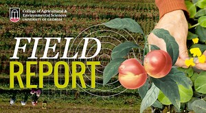 Management of Insects for Vegetable Production in Georgia, Part 1: Diamondback Moth and Pepper Weevil | CAES Field Report